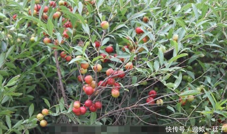 农民不外出打工在家靠种植，几乎不用出本钱，一亩地赚4000元