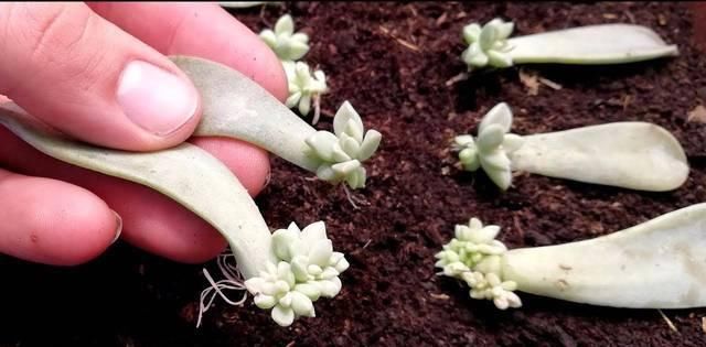  【植物】用叶子来繁殖多肉植物，不小心碰掉的叶子，不要当垃圾丢了