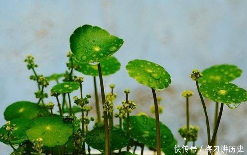 『轻松』铜钱草生长不佳注意这几点，轻松养满盆！
