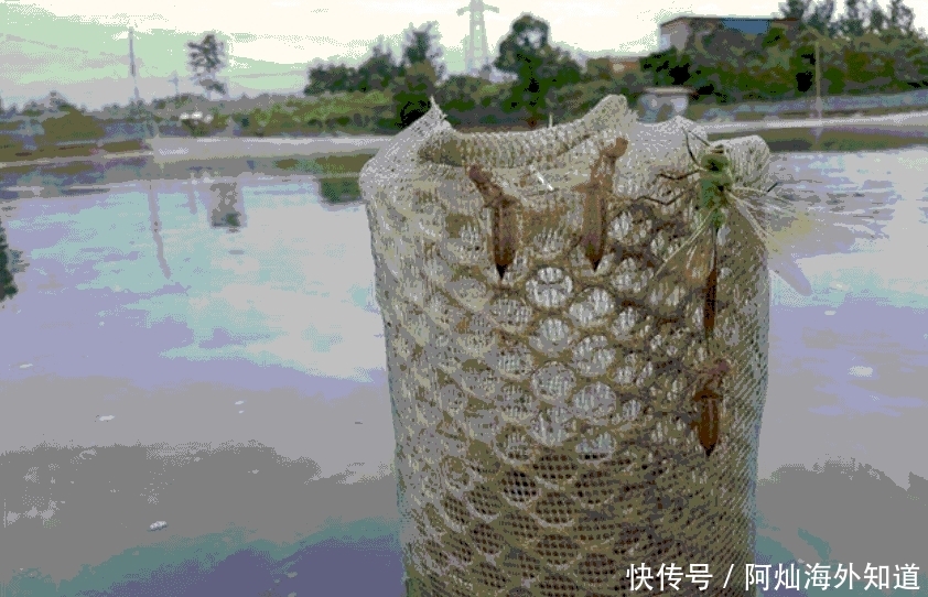 鱼塘边随处可见, 很多人都不认识它, 好多养殖户因它吃亏!