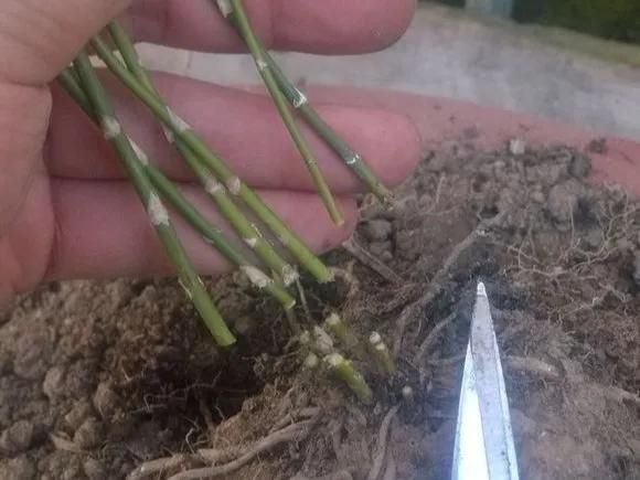  [明亮的位置]嫌花长得丑，趁现在砍头，2个月脱胎换骨！