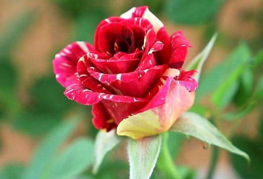  「三角梅」养这4种花，家里全年都是“小花园”，花朵一茬又一茬，绚丽多彩
