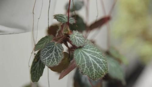  『心叶蔓绿绒』窗台上的吊盆植物，你是选观叶植物，还是开花植物？