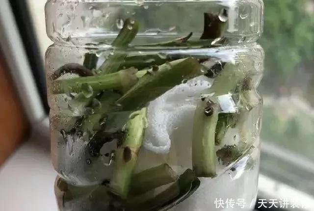  『绿萝』养花技巧：春天赶紧扦插绿萝，扯根枝插3盆，5种方法个个好活！