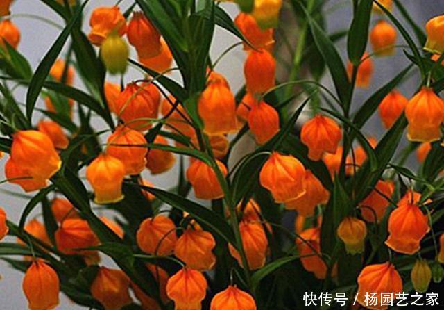 「家里」快过年了,把3种开花像灯笼的花卉种在家里,像张灯结彩一样