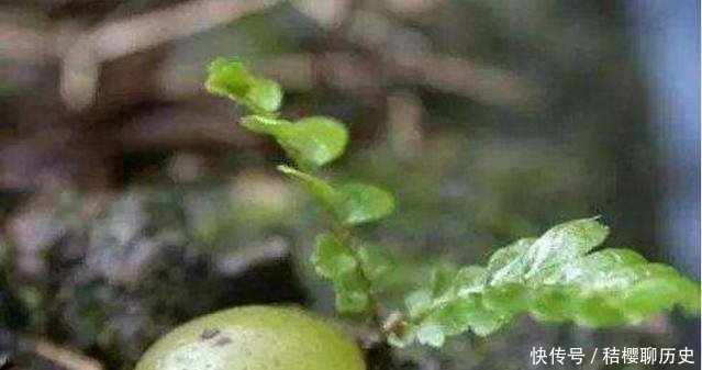  成了：农村这种野草，漫山遍野没人要，如今却成了能挣钱的“吸