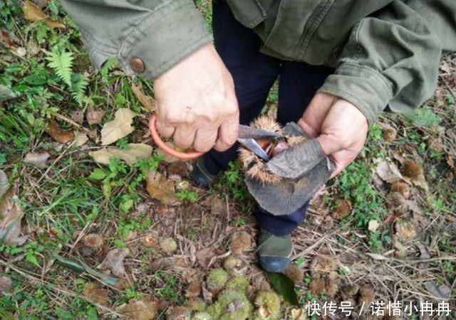 大叔后山剪野果，农村满地都是，城里卖得很贵