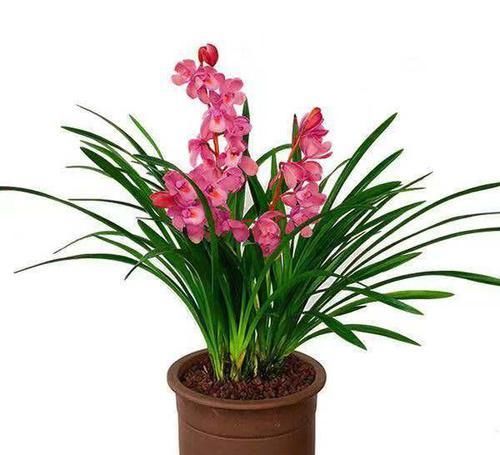  『还要』花香莫过于此花，比香水还要香，花色粉红可爱，一杆多花婀娜多姿