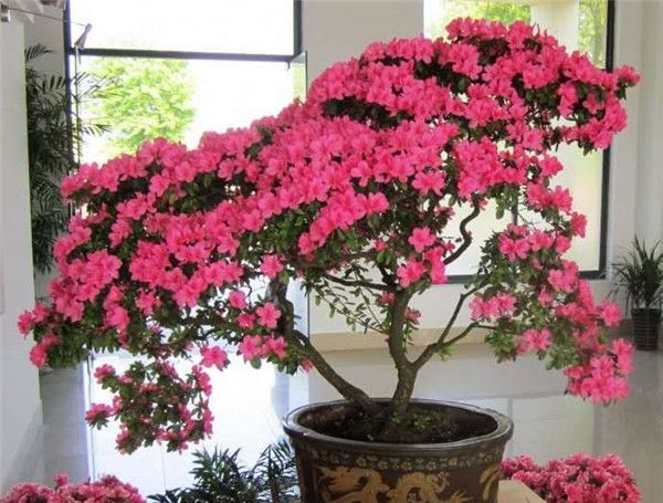  『植物』室内养花的6大优势，但这几种养起来很有挑战性的植物，看看你家有吗？