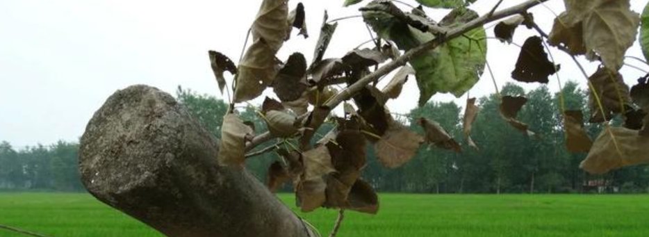  「农户」在农村，电力公司，通讯公司在农户承包地栽电杆，该收