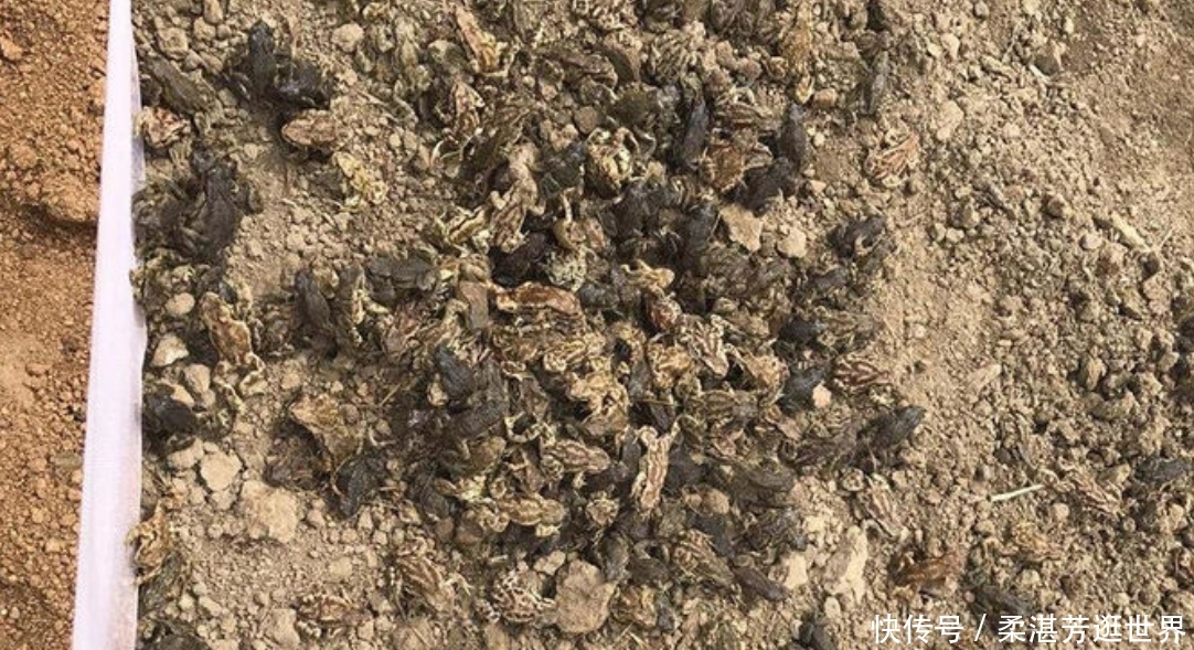  「除害」农田中除害小能手，现在要靠人工养殖，只因身怀珍贵药