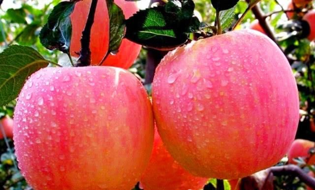  超市|今年的苹果“怪相”，果农卖价5毛钱，超市里最低5元，什么