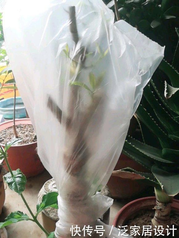  『桂花新芽出』桂花新芽呼呼冒？3个要点要记牢，缺少一个死翘翘