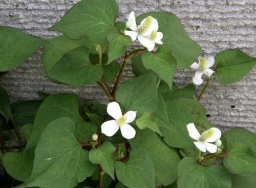  『拔掉』河边的1种“植物”，被称为“鱼腥草”，请勿拔掉，价值高、珍贵