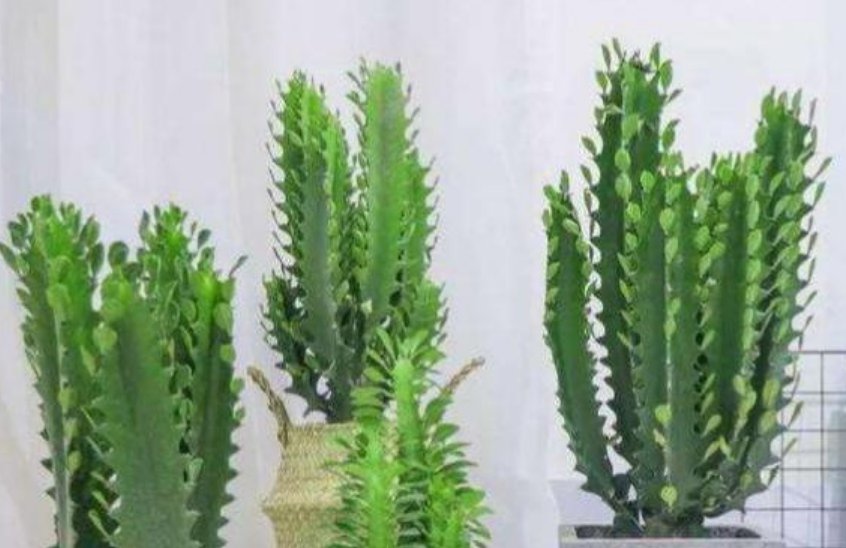  「漂亮」4种花超级好养,花朵漂亮,花期长,越不浇水越爆盆,懒人必养