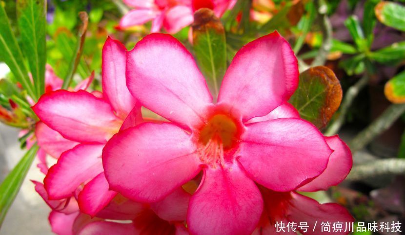 「漂亮」“4种花”超耐旱,1个月不浇水,照样养得旺,还开出漂亮的花!