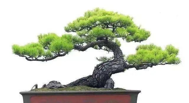  『人士』养花人士福利来了!在家里养这两种花,有益身体健康,赶快动起来...