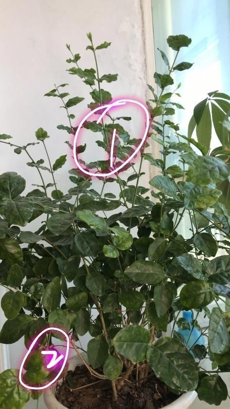  调节酸碱度■茉莉花在25度的地暖房中枝条疯长可以修剪吗茉莉花的花期是多久