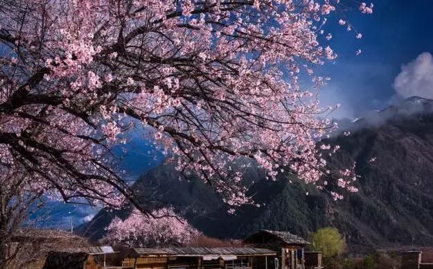 美过婺源！国内最适合全家游自驾赏花地，不收门票，美的鲜为人知