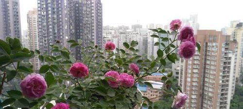  玛姬婶婶：这种花香味浓郁，花多易爆盆，四季开不停，是阳台盆栽佳品！