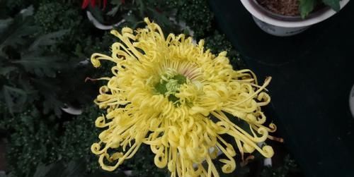 「养盆」喜欢菊花,不如养盆“珍品名菊”金凤还巢,似金凤飞舞,灵动美丽