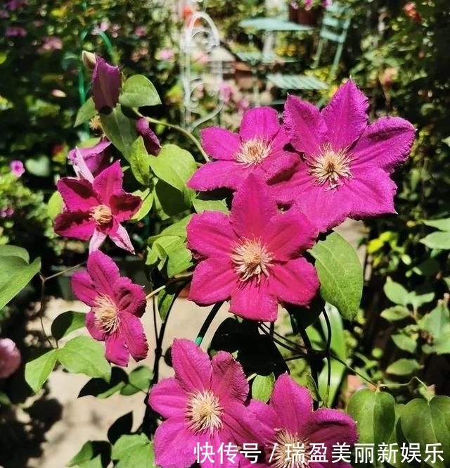  「平方」有了30平方的小院，能将日子过成了诗？简单而精致，优雅而从容！