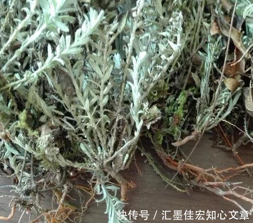  #鹿茸草价值#沙地里不起眼的野草，曾被拿去当柴火，殊不知名字霸气，价值珍贵