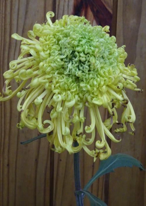  『金龙』喜欢玫瑰，不如养盆“极品菊花”金龙探爪，碧如翡翠，高贵优雅！