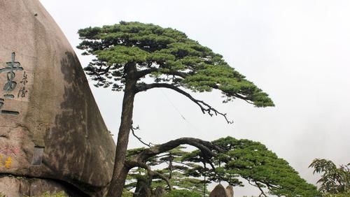 盘点国内“名气最大”的树:一棵树是一个景区?游客赏树需预约!