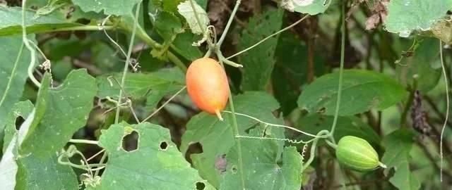  [药用价值]农村一种“野黄瓜”，过去烂一地没人要，如今价值珍贵90元一斤