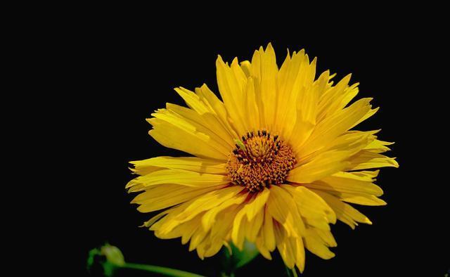『扦插』适合在夏天养的3种花,好养易活扦插容易,爆盆简单不操心,真美