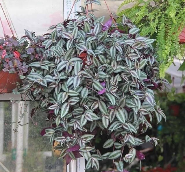 [植物]吊兰的植物美学：这几款美美的吊兰，你最爱哪一款？