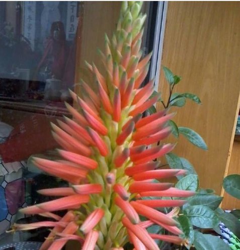  #过程中#见过“芦荟”开花吗？想要开出漂亮的花，掌握3点就够了！