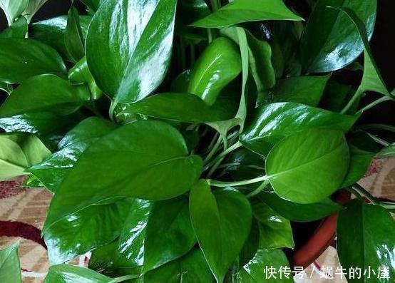 植物:家庭养绿萝,别忽视3点需求,不然想要枝叶长爆盆,难