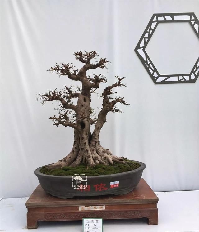 红牛盆景，牛气冲天！