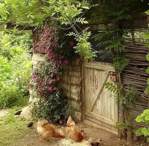  小院@理想中的乡村小院