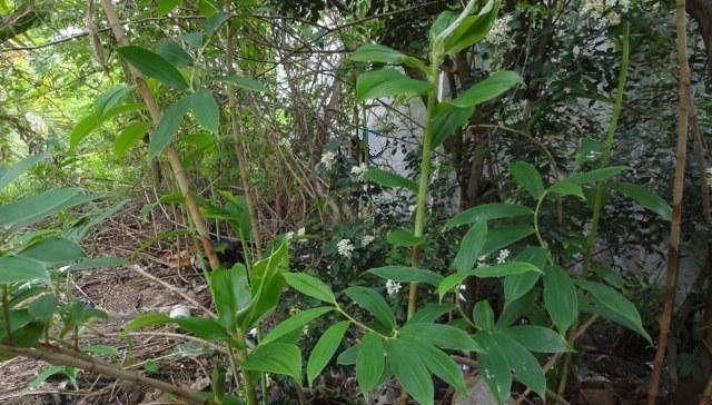 「那就」这种野草模样怪,身材高挑开花纯美,挖出嫩芽美味得舔净盘底!