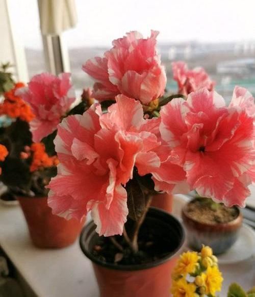 「养不活」杜鹃花养不活,开花少问题多,保证3个基本点,杜鹃花也能爆盆