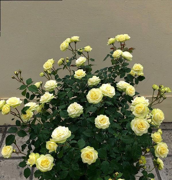 #龙沙宝石#喜欢养菊花,就养盆“珍稀菊花”,花开“盘龙出海”,霸气粉艳!
