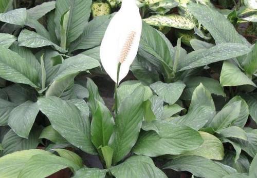  到植株■白掌的花期有“100天”，养了2年看不见“花苞”，4个原因请重视