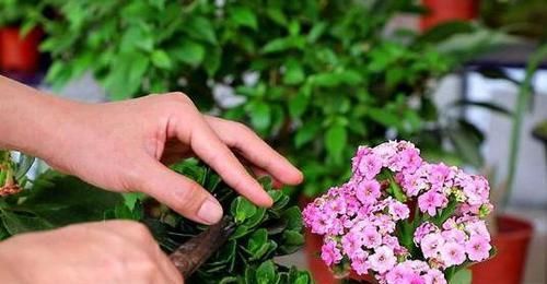  「经验」养花得学点小经验，牢记4条规则，花草叶片绿根须旺开花多