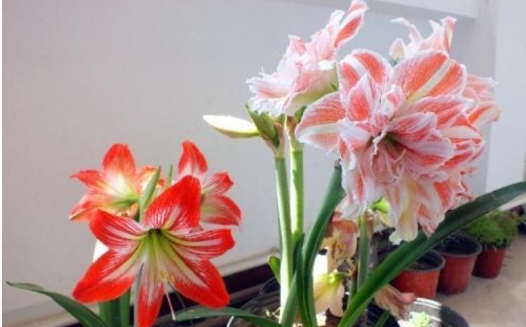  花坛■此花，可于庭院栽培，或配植花坛。也可作为鲜切花使用。