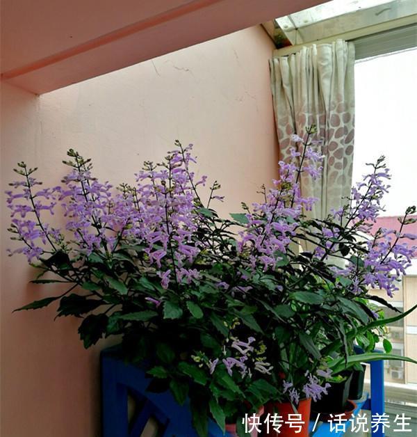 『芳香』新型盆栽绿植,超级好养,全年可开花,漂亮又芳香,春季养花选它