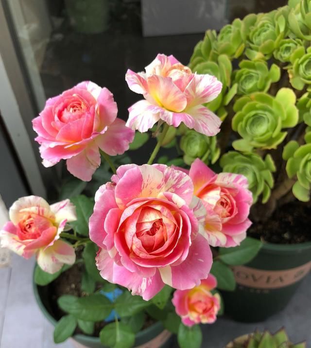  室内|花期最长的观赏植物，一年四季开花，漂亮又芳香，室内盆栽也可以
