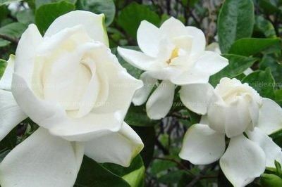  「软肋」栀子花“黄叶”毛病多？避开2个软肋，随随便便养活，绿叶满盆花