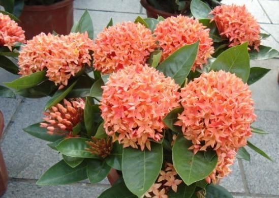  「花苞」家养“龙船花”，一口“激素”不能少，花苞上百，花一开就上千朵