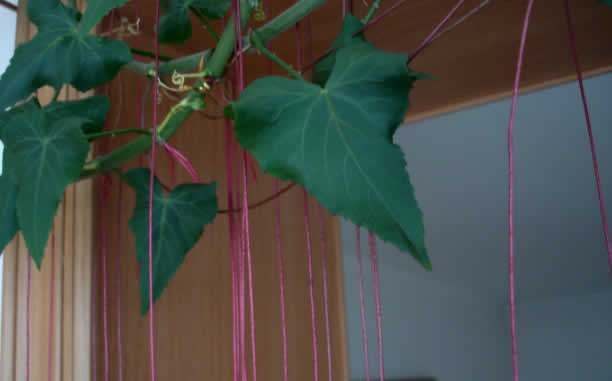  #垂直#这1种植物高达3米，千万条气根向下垂直，像帘子一样，原来是它