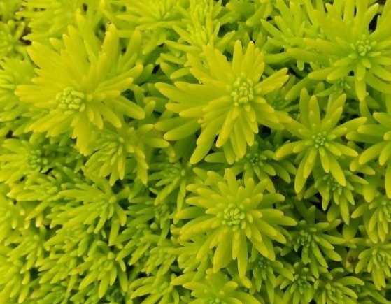  「试试」在家养花总是养不活，试试这些花草，易成活生根快，开花爆满