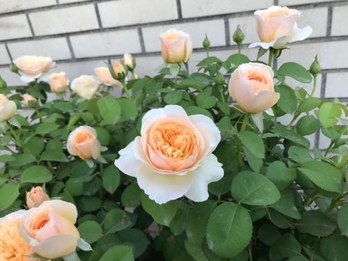  #养护#此款世界名花，开花漂亮，养护容易，是家庭盆栽佳品！