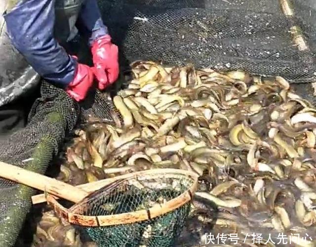 农民用鱼塘改造来养“它”，一斤可卖30元，一年可赚几十万！